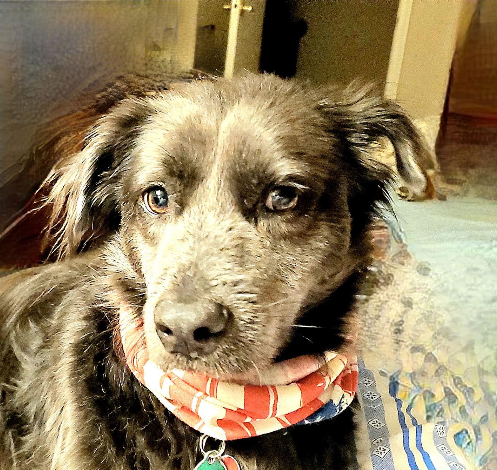 Brody, a Adoptable mixed breed in Rockville, MD image 1/3