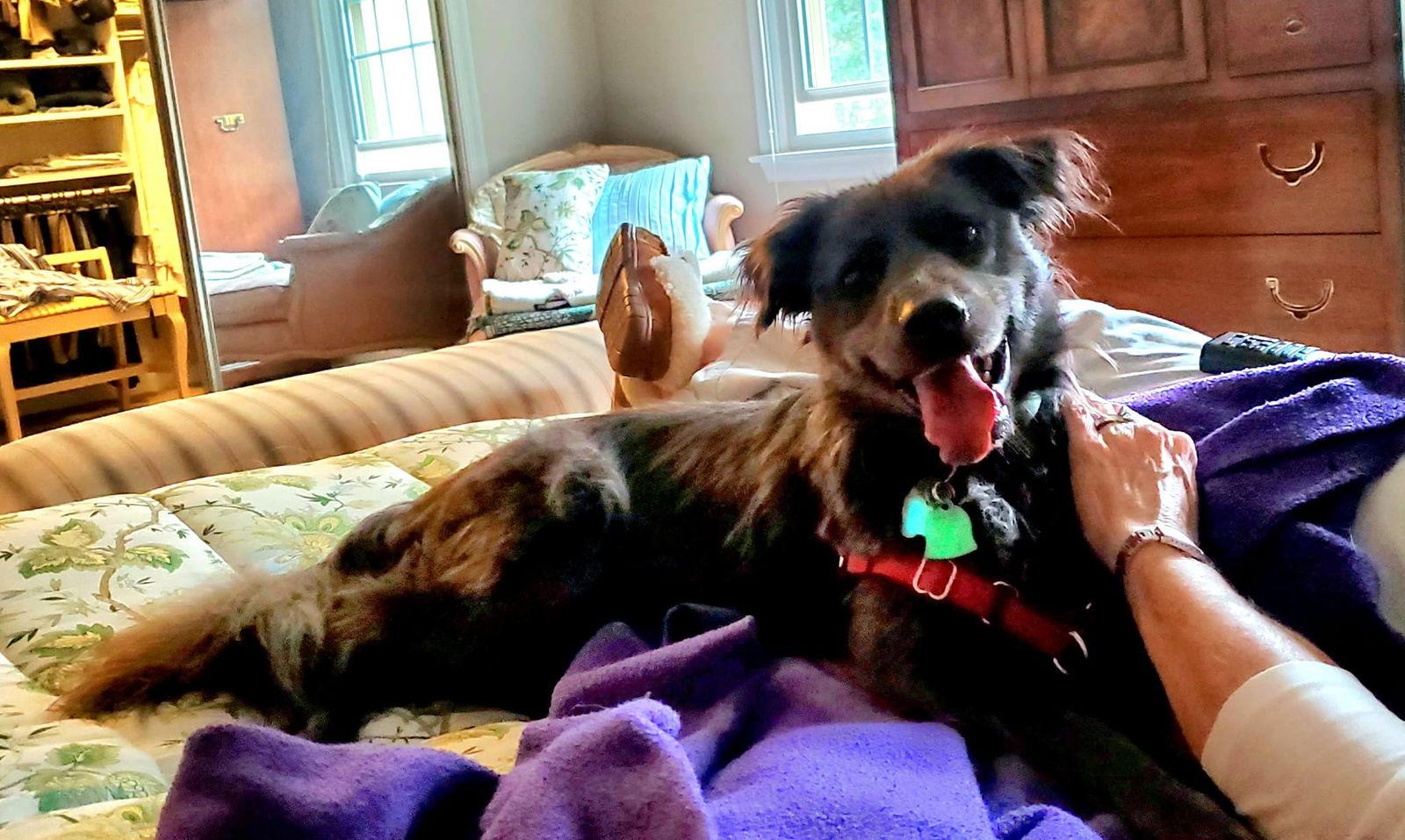 Brody, a Adoptable mixed breed in Rockville, MD image 2/3