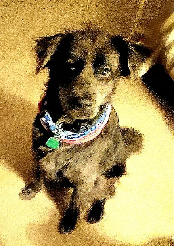 Brody, a Adoptable mixed breed in Rockville, MD image 3/3