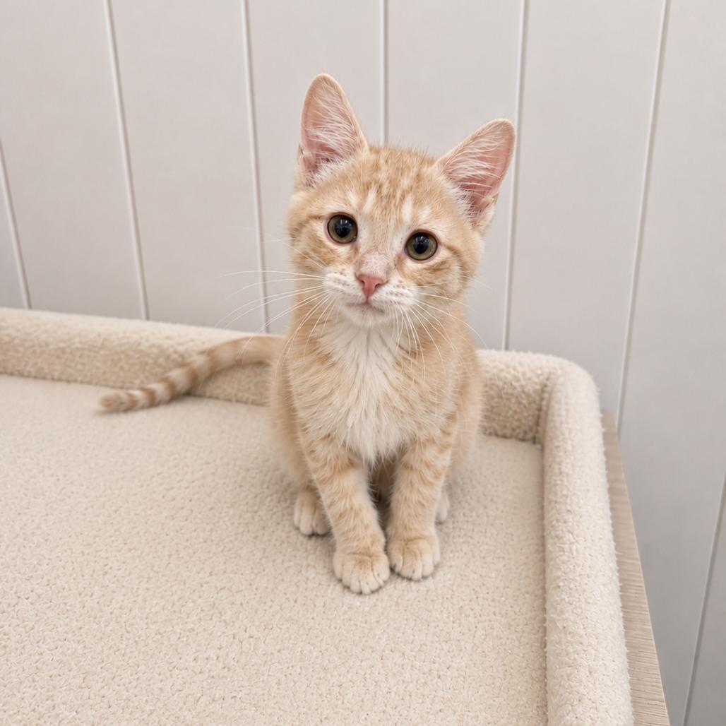 Kirby, Adoptable, Kitten Male Domestic Short Hair.