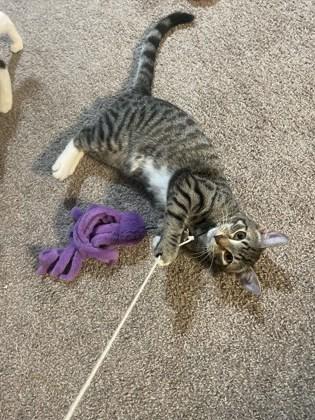 Enlarge Zoro, a Adoptable Domestic Short Hair in Lawrenceville, GA image 1/1