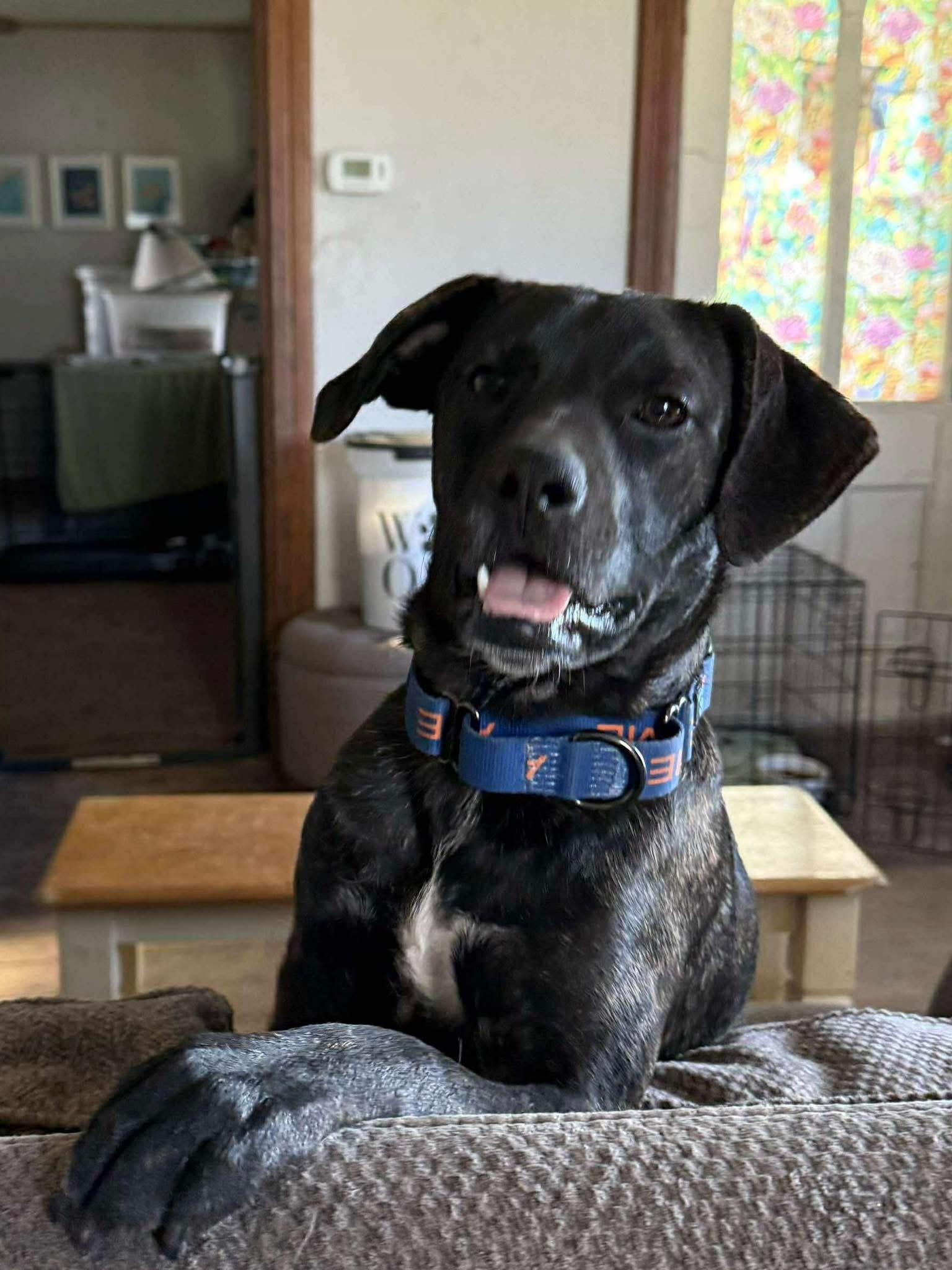 Turk, a Adoptable mixed breed in Elkhorn, WI image 1/4