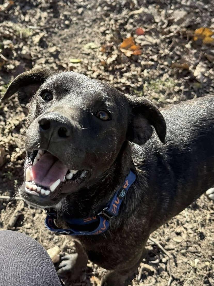 Turk, a Adoptable mixed breed in Elkhorn, WI image 2/4