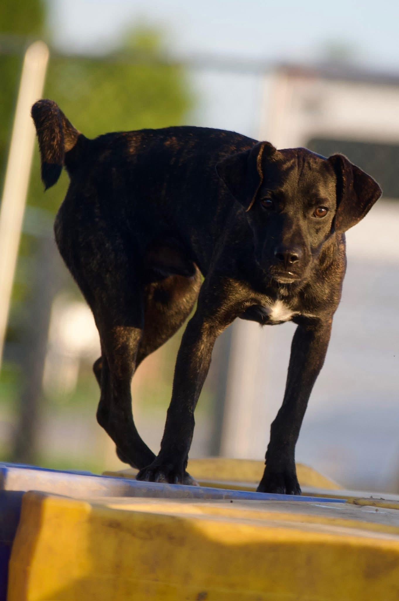 Turk, a Adoptable mixed breed in Elkhorn, WI image 3/4