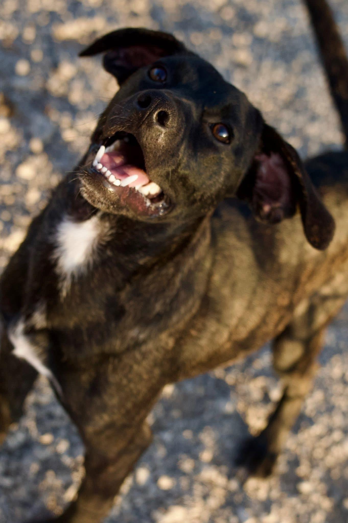 Turk, a Adoptable mixed breed in Elkhorn, WI image 4/4