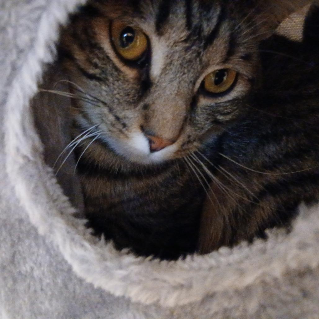 Enlarge Finch, a Adoptable Domestic Short Hair in Irwin, PA image 1/2