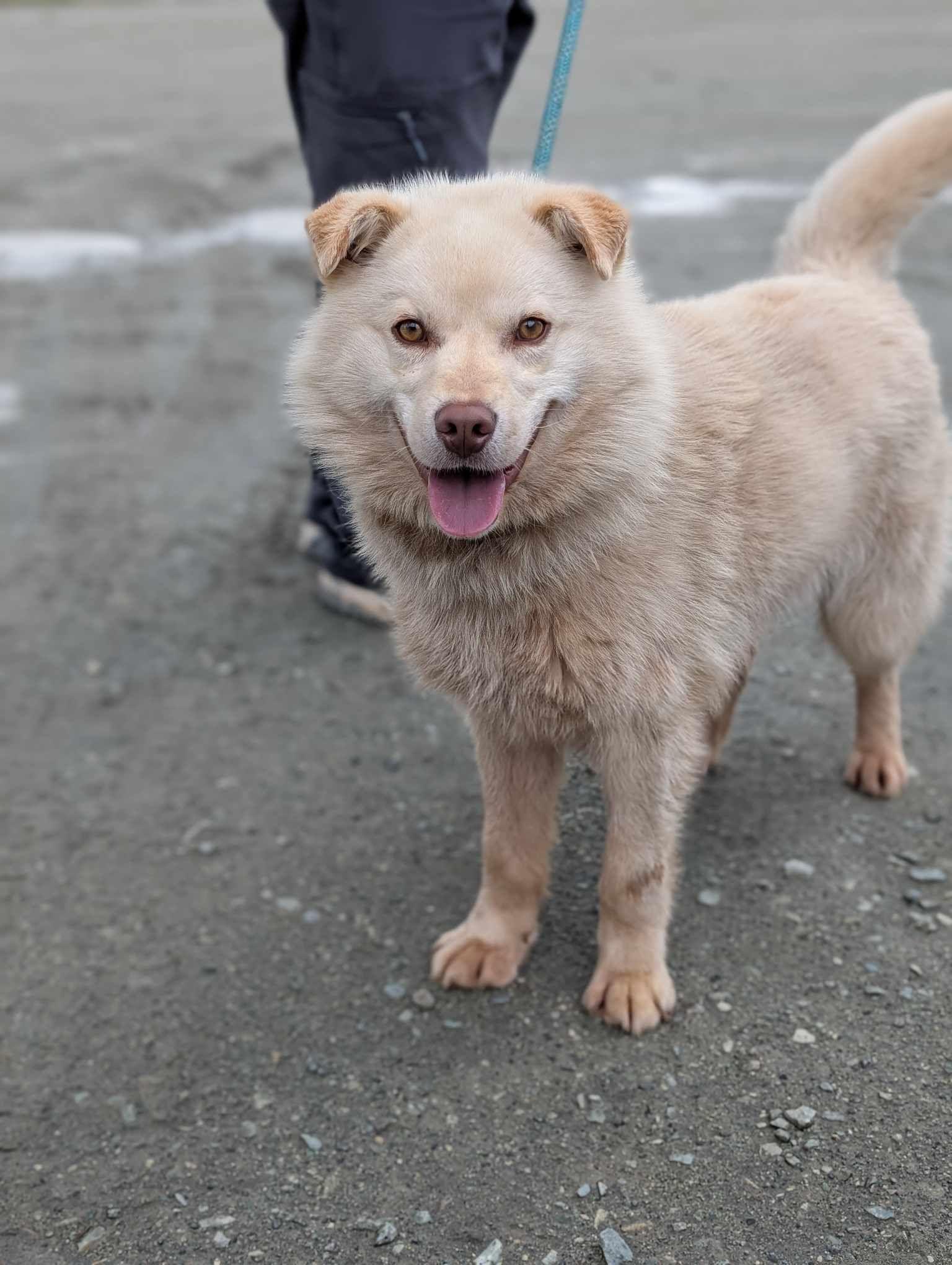 Keith, Adult Male Husky
