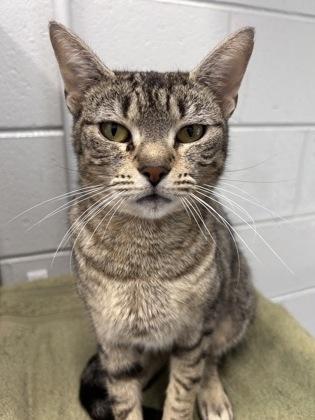 Enlarge Lexus, a Adoptable Domestic Short Hair in West Chester, PA image 1/3