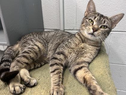 Enlarge Lexus, a Adoptable Domestic Short Hair in West Chester, PA image 2/3