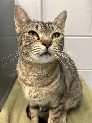 Lexus, Adoptable, Adult Female Domestic Short Hair & Domestic Short Hair.