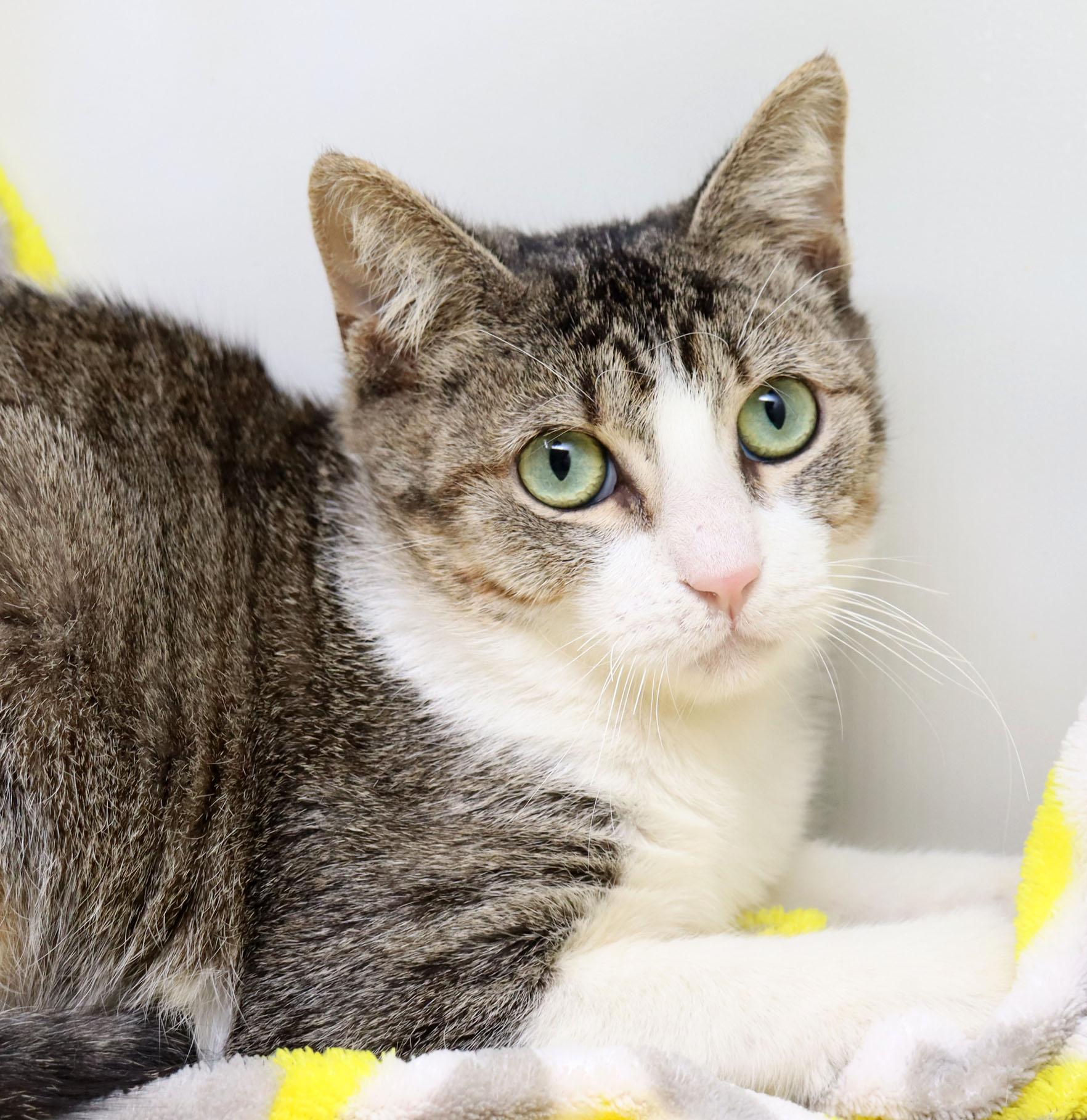 Enlarge Possum, an adopted Domestic Short Hair in Tierra Verde, FL image 1/3