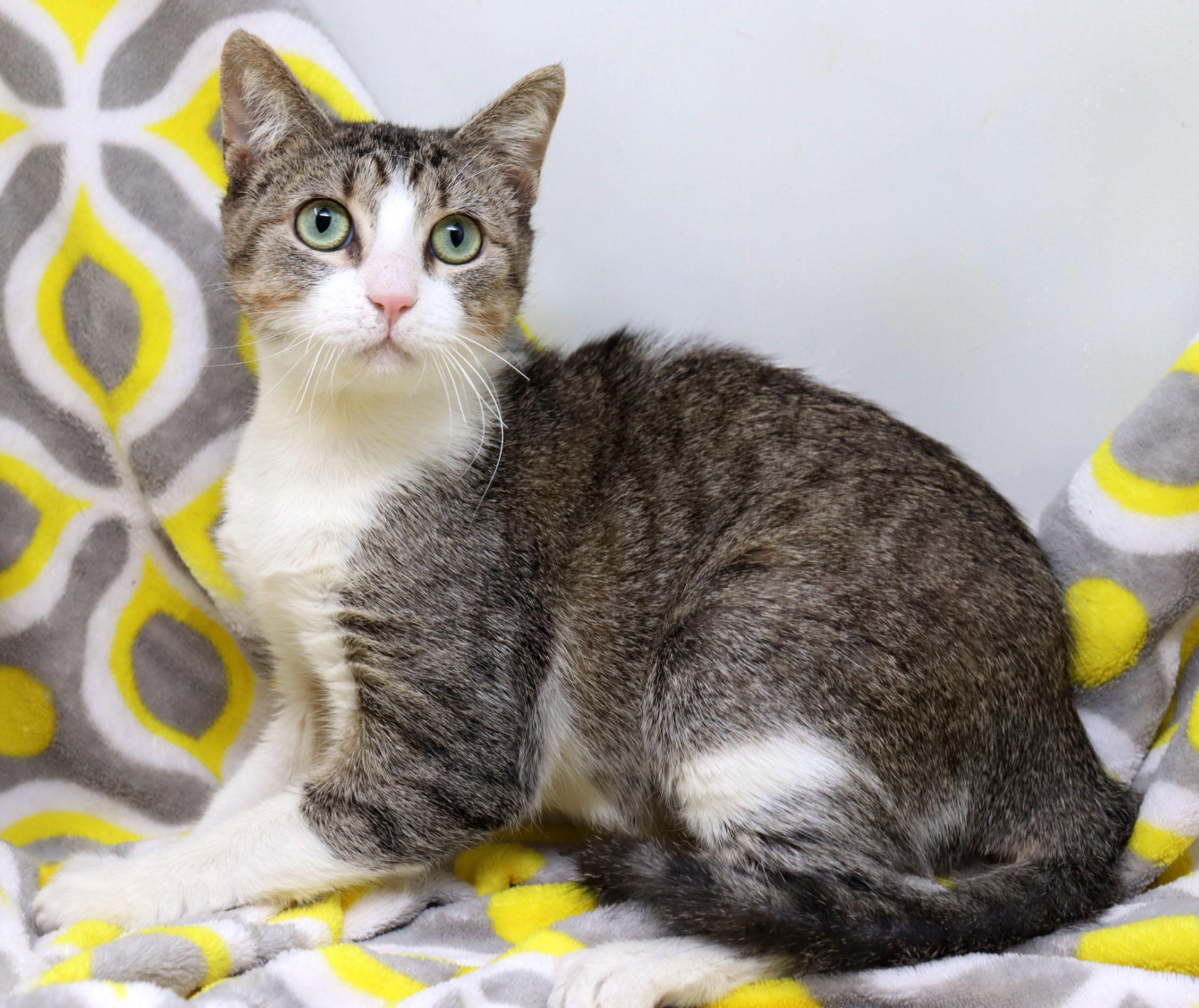 Enlarge Possum, an adopted Domestic Short Hair in Tierra Verde, FL image 3/3
