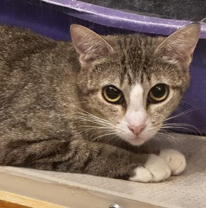 Butternut, a Adoptable Domestic Short Hair in Stanwood, WA image 2/2