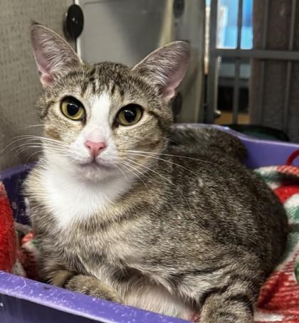 Butternut, Adoptable, Adult Female Domestic Short Hair.