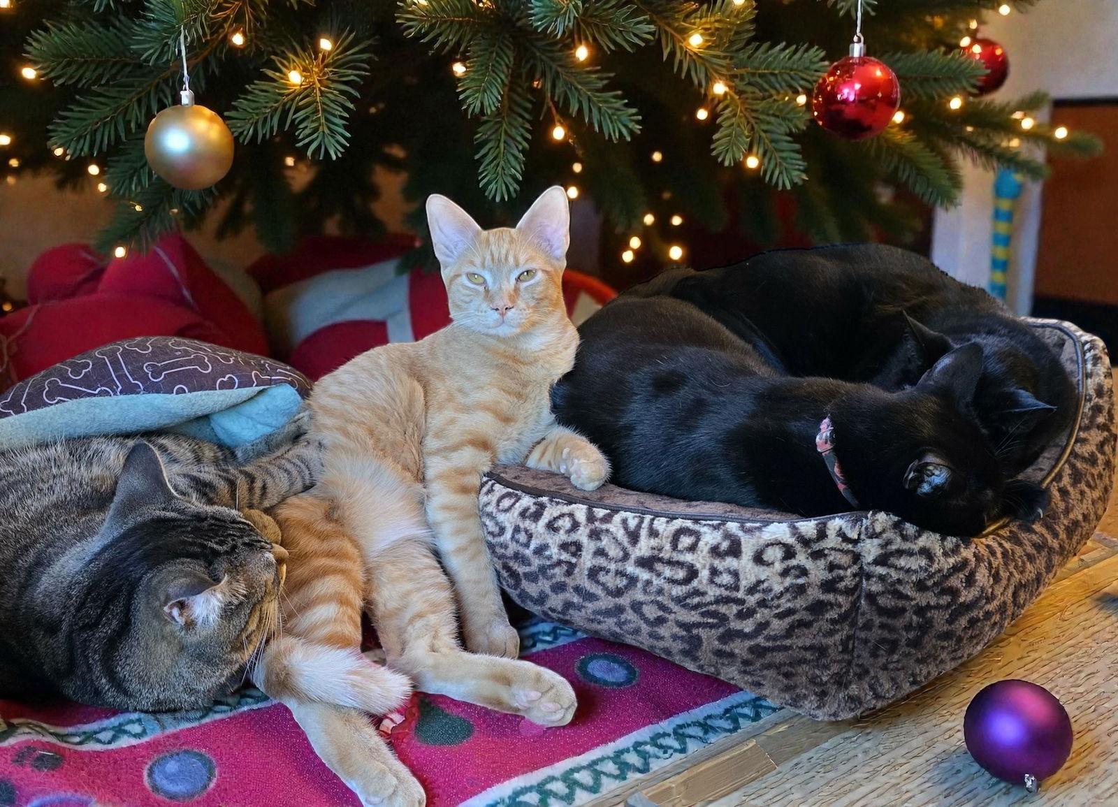 Sampson, Adoptable, Kitten Male Domestic Short Hair.