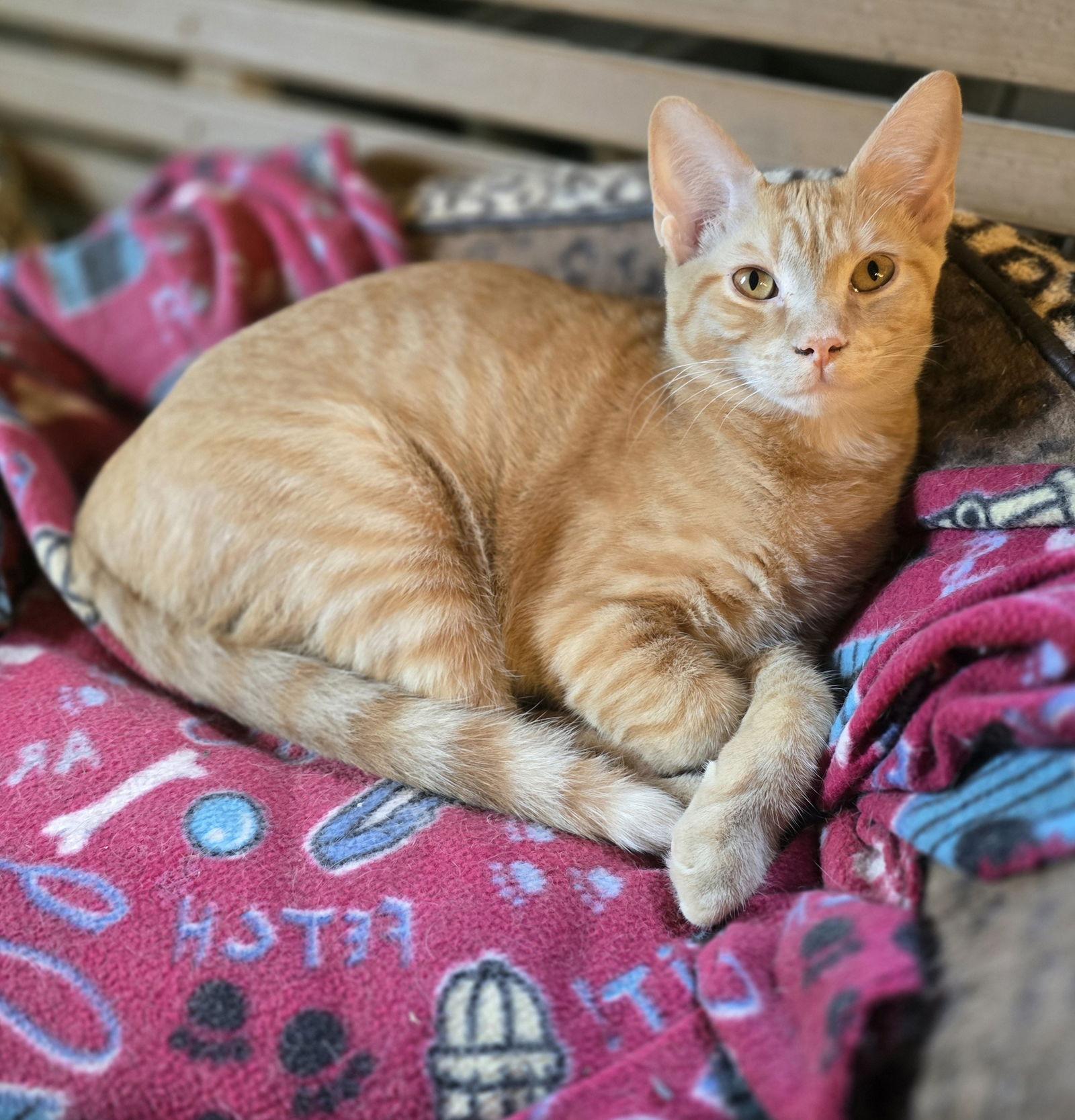 Sampson, a Adoptable Domestic Short Hair in Nashville, TN image 3/3