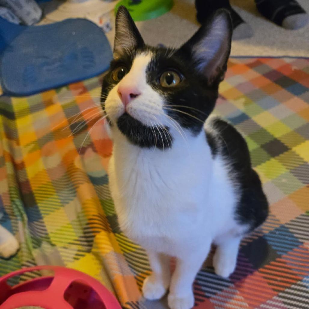 Enlarge Paw Patch, a Adoptable Domestic Short Hair in Skokie, IL image 1/6