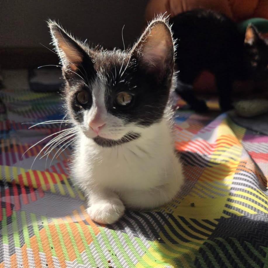 Enlarge Paw Patch, a Adoptable Domestic Short Hair in Skokie, IL image 3/6