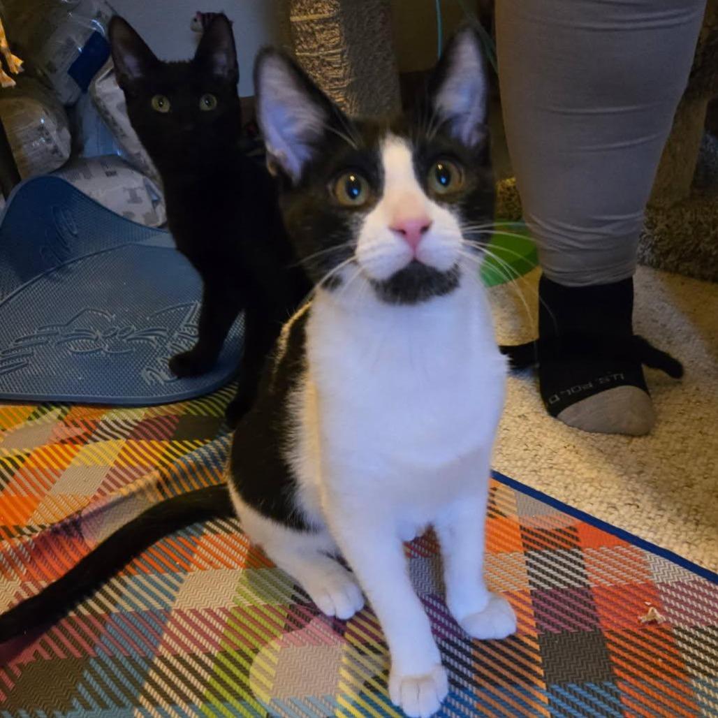 Enlarge Paw Patch, a Adoptable Domestic Short Hair in Skokie, IL image 4/6