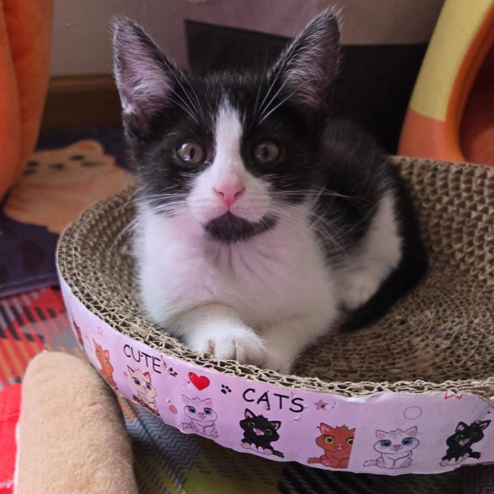 Enlarge Paw Patch, a Adoptable Domestic Short Hair in Skokie, IL image 5/6