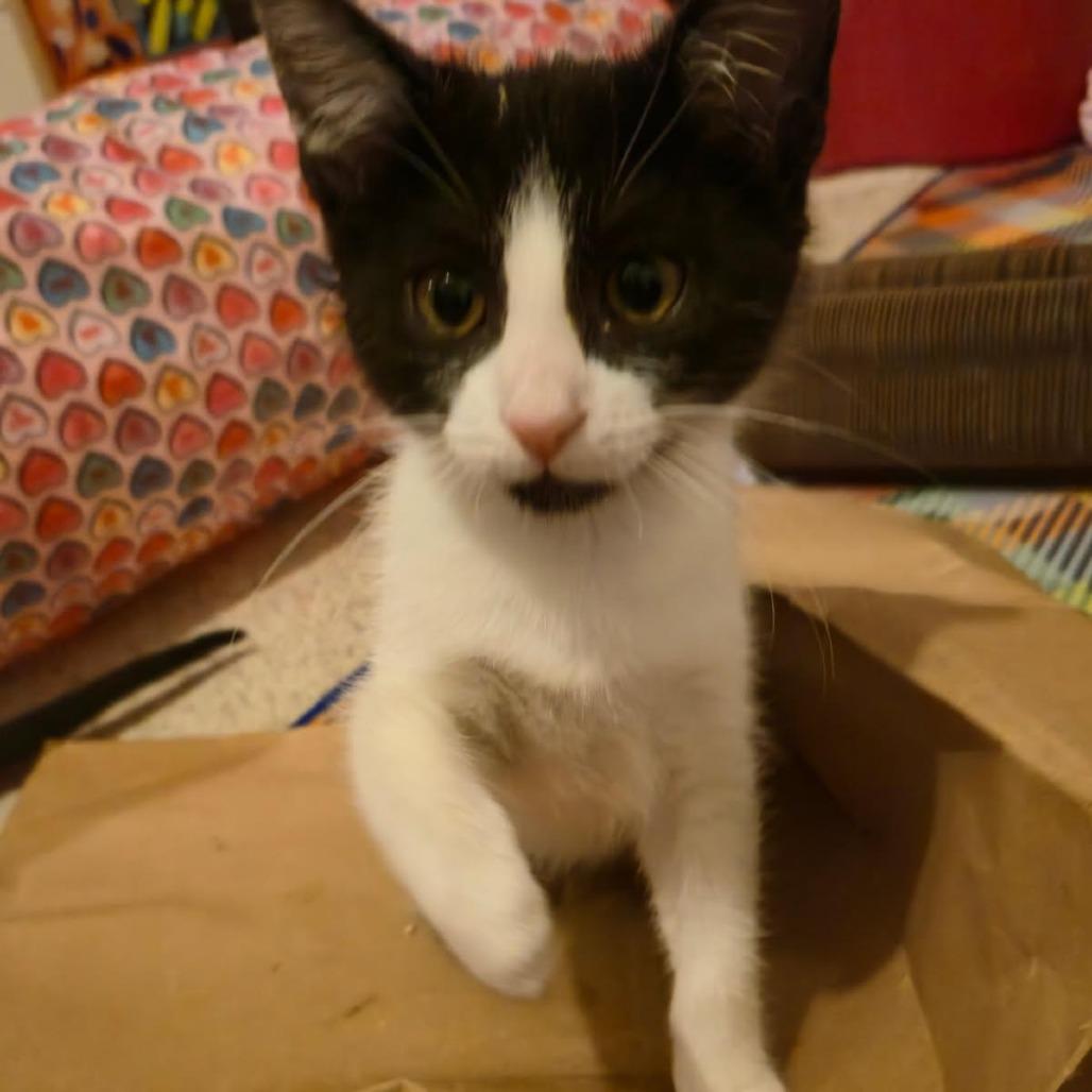 Enlarge Paw Patch, a Adoptable Domestic Short Hair in Skokie, IL image 6/6