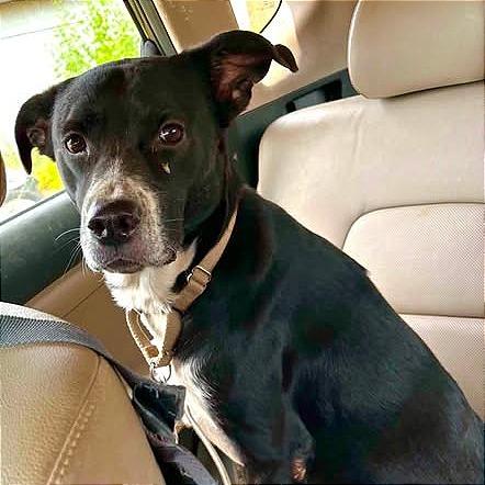 Dutchess, Adoptable, Adult Female Border Collie & Mixed Breed.