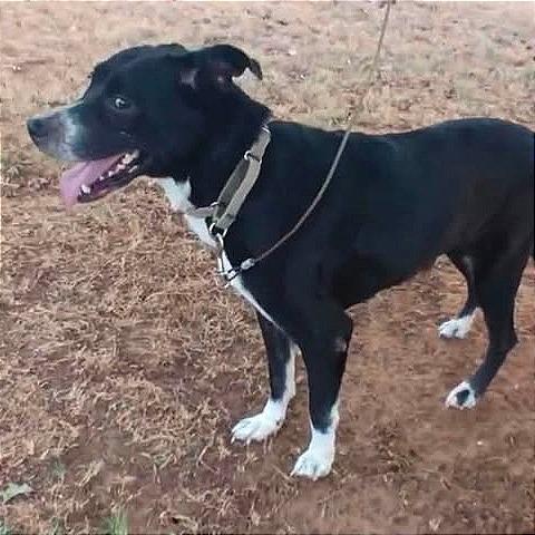 Enlarge Dutchess, a Adoptable mixed breed in Weatherford, TX image 2/2