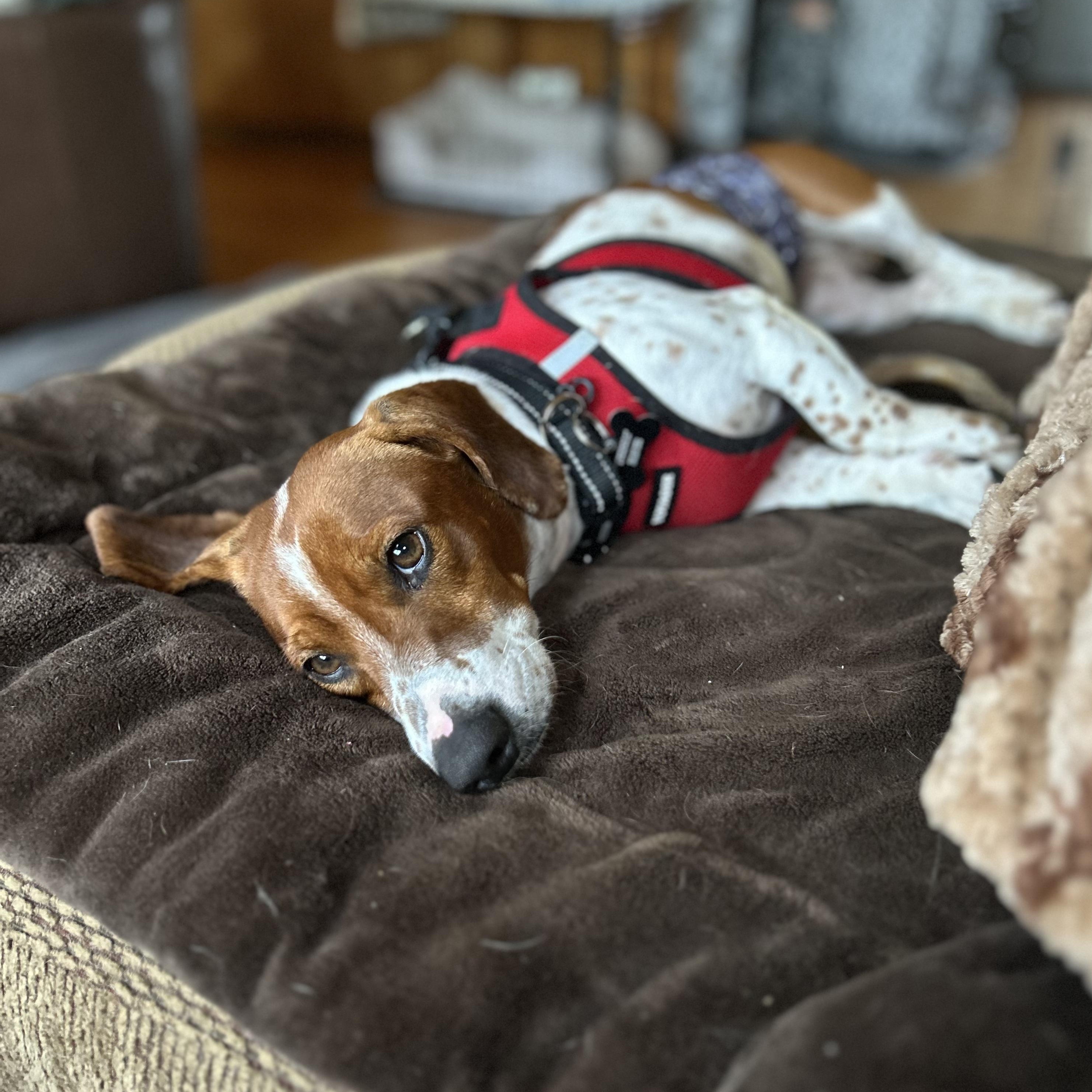 Rigatoni thumbnail 3