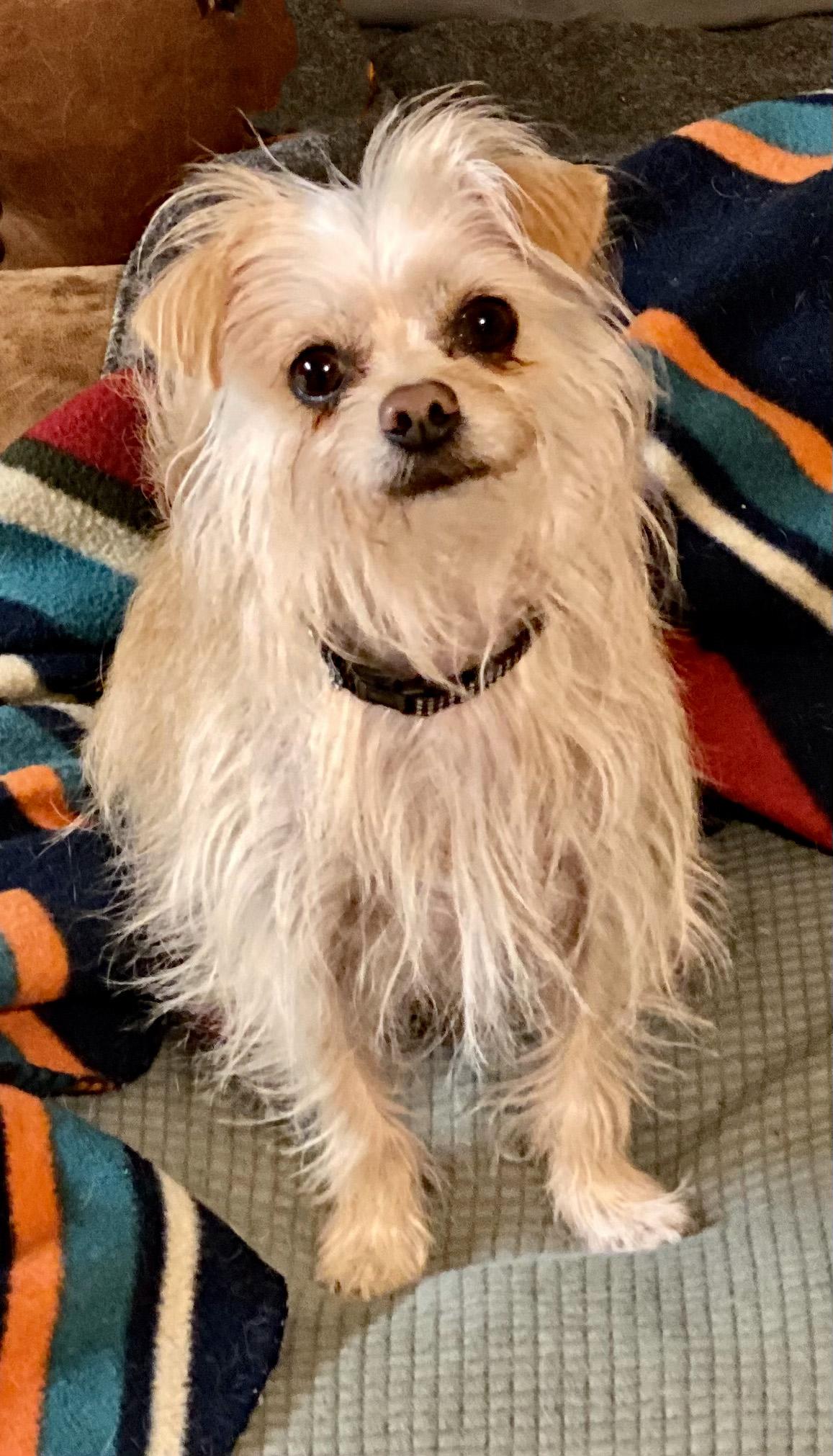 Poppy, ADOPTABLE, Young Male Terrier.