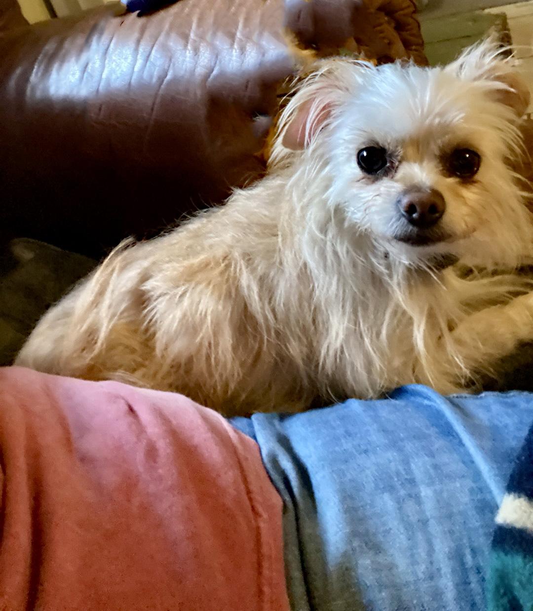 Enlarge Poppy, a ADOPTABLE mixed breed in Guntersville, AL image 2/2