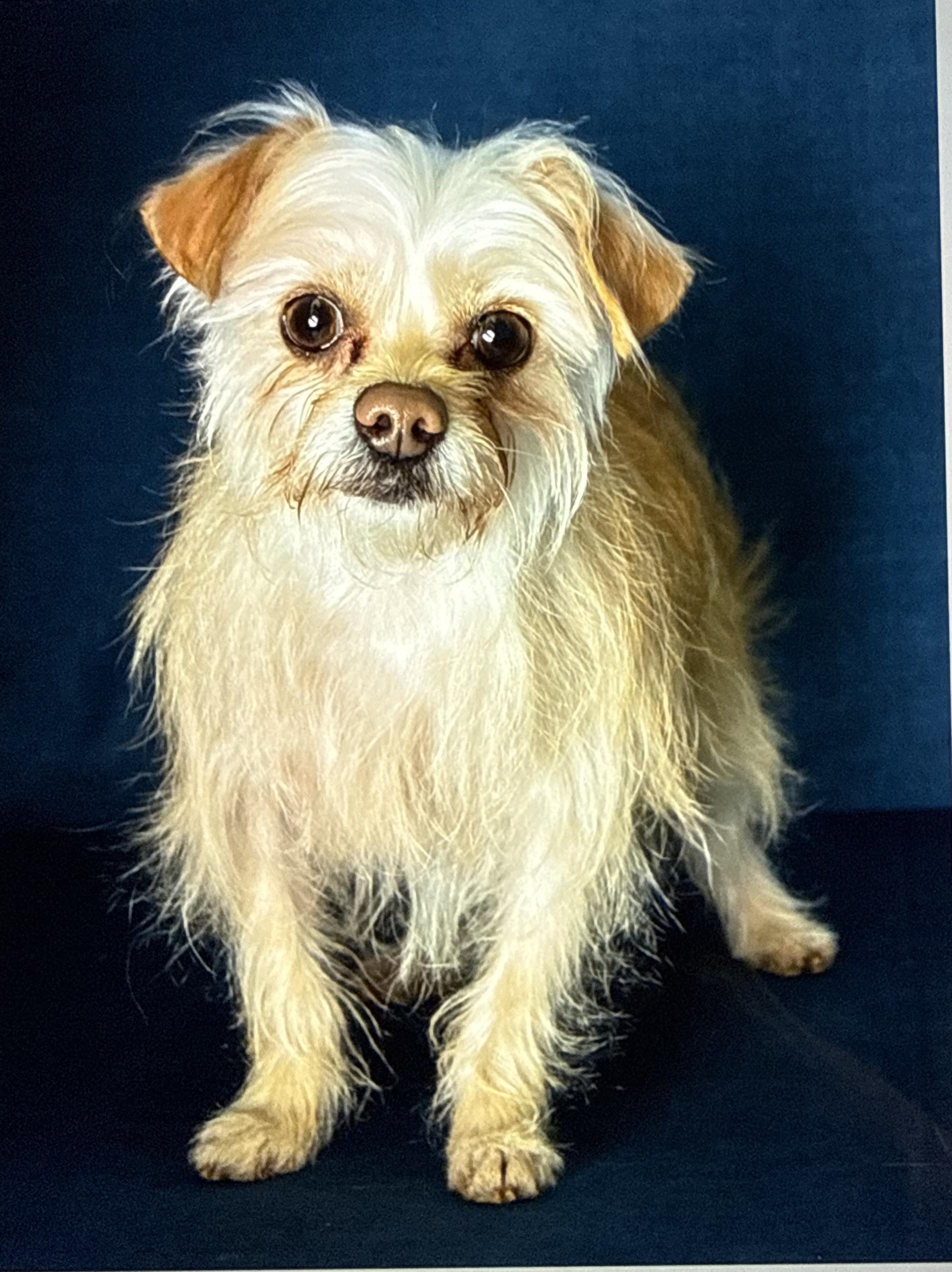 Enlarge Poppy, a ADOPTABLE mixed breed in Guntersville, AL image 1/5