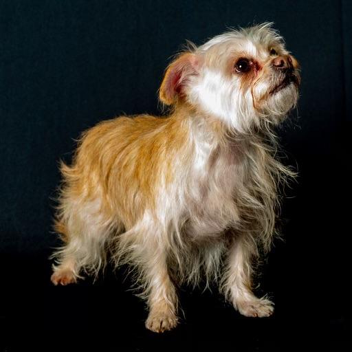 Enlarge Poppy, a ADOPTABLE mixed breed in Guntersville, AL image 4/5