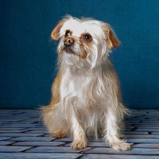 Enlarge Poppy, a ADOPTABLE mixed breed in Guntersville, AL image 3/5