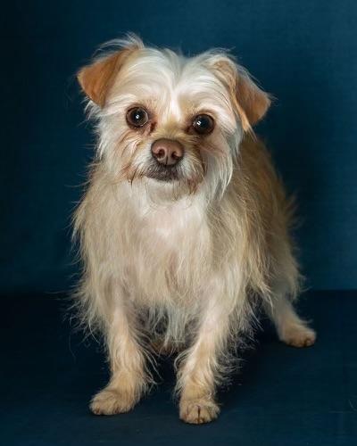 Enlarge Poppy, a ADOPTABLE mixed breed in Guntersville, AL image 2/5