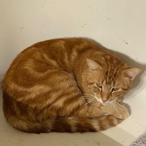 Copper C007554, Adoptable, Adult Male Domestic Short Hair.