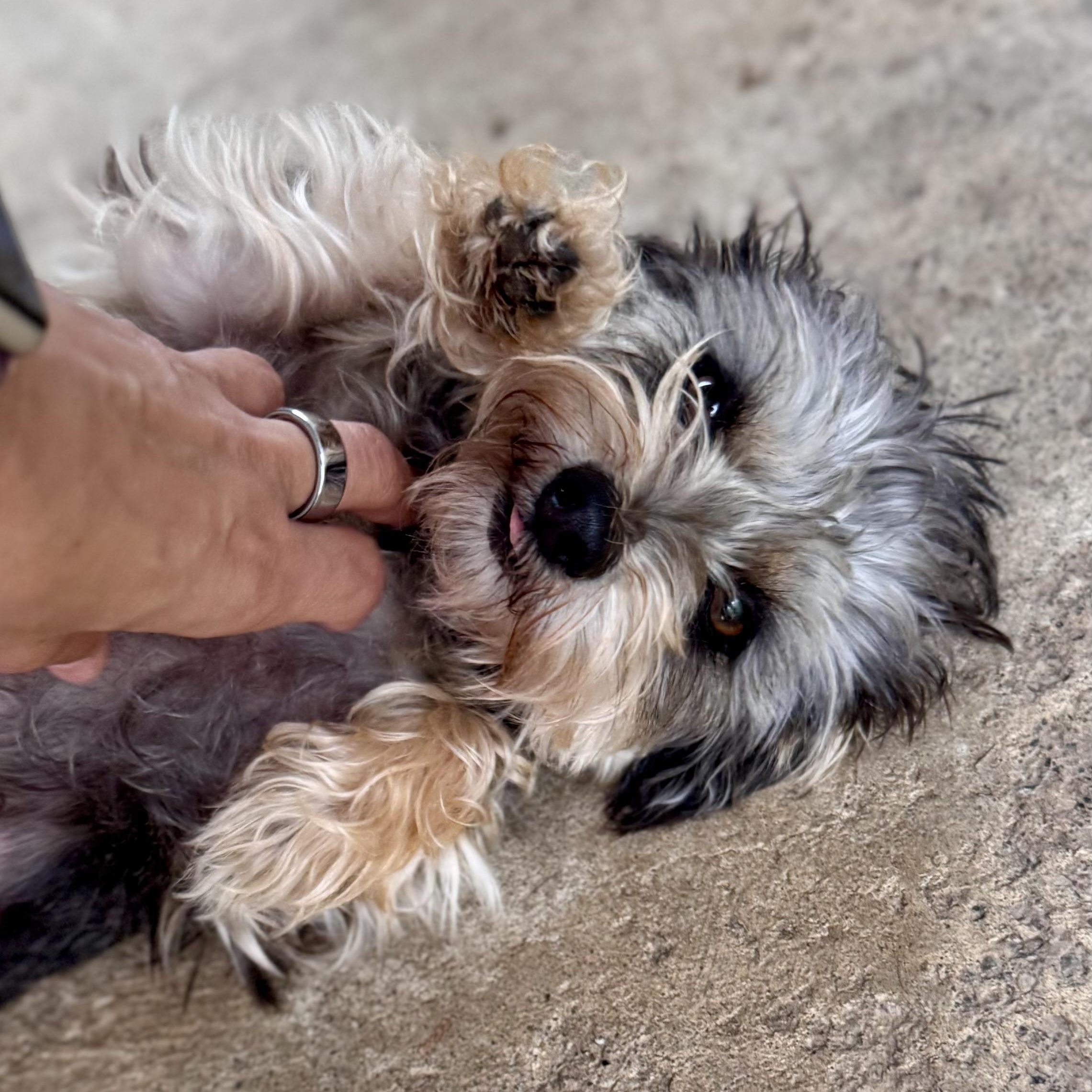 ALICE, adopted, Senior Female Terrier.