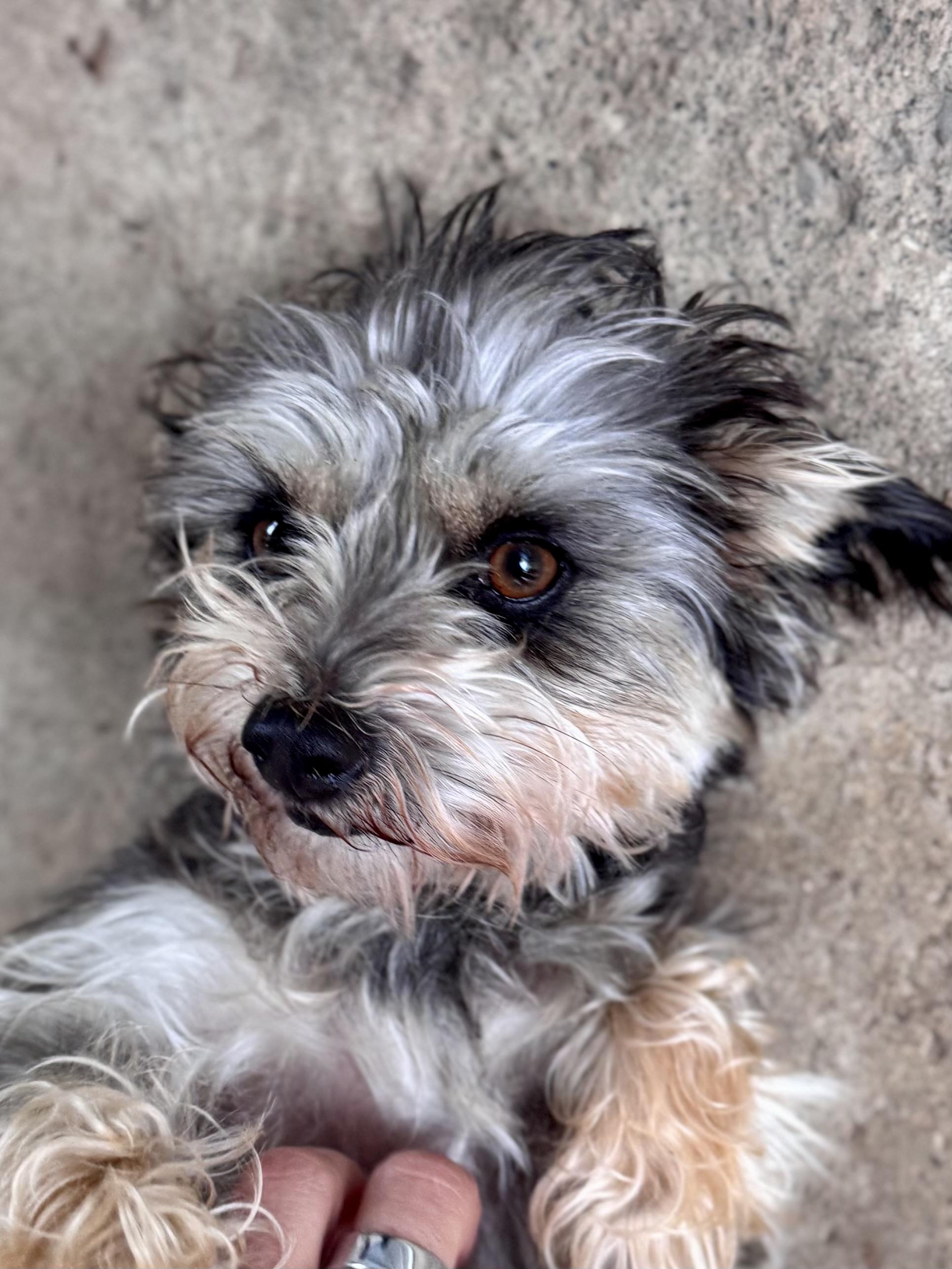 Enlarge ALICE, an adopted mixed breed in Fresno, CA image 5/6