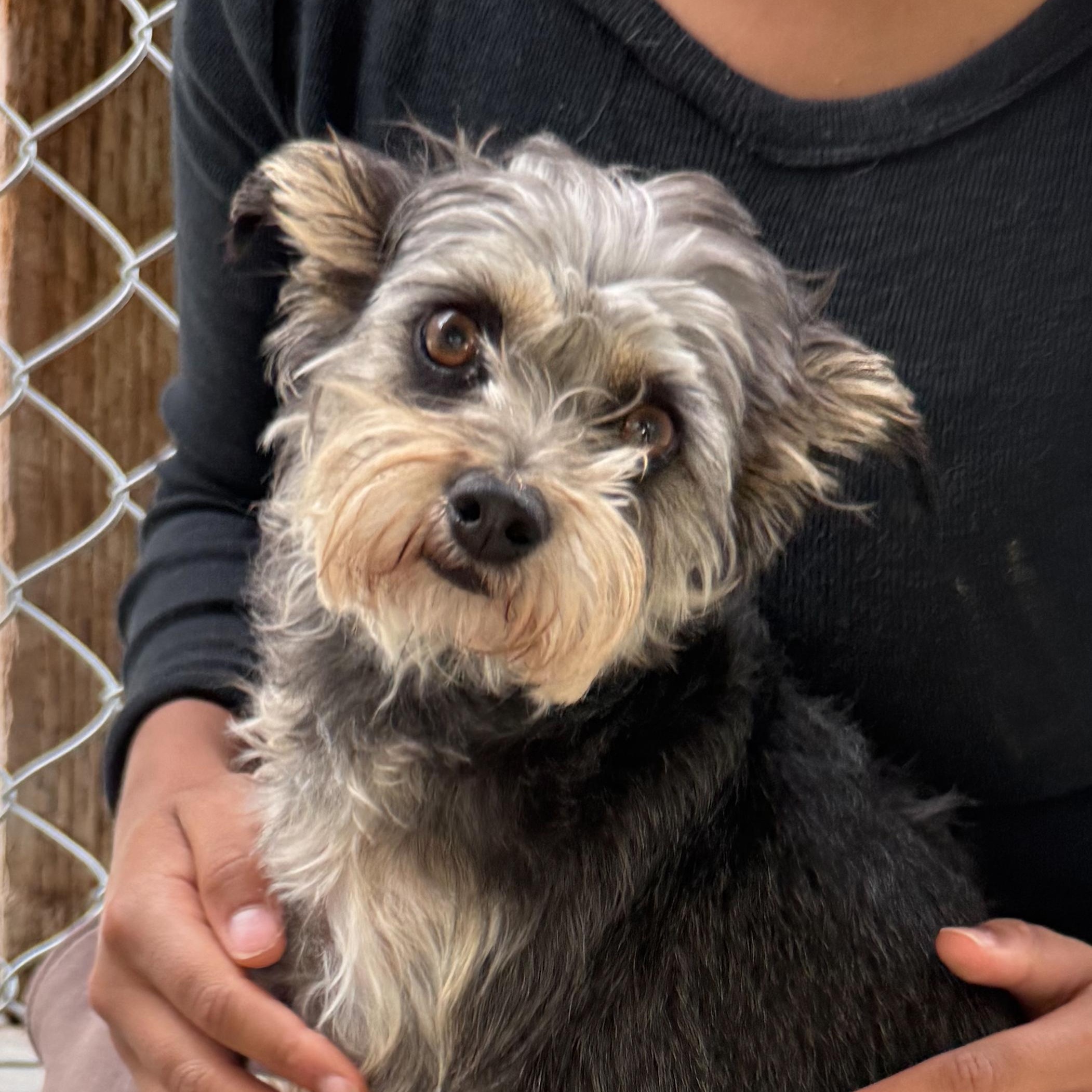 Enlarge ALICE, an adopted mixed breed in Fresno, CA image 4/6