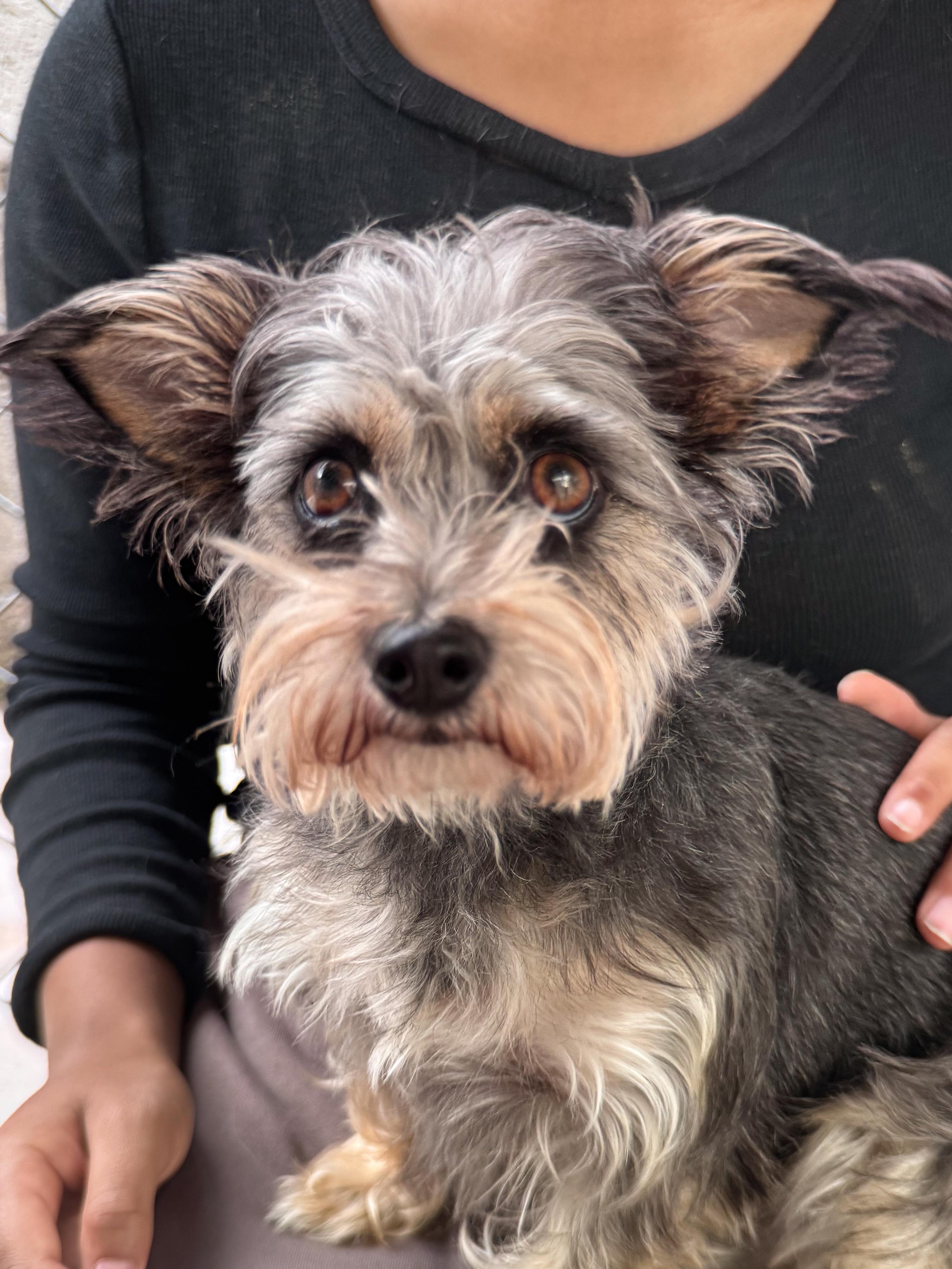 Enlarge ALICE, an adopted mixed breed in Fresno, CA image 2/6