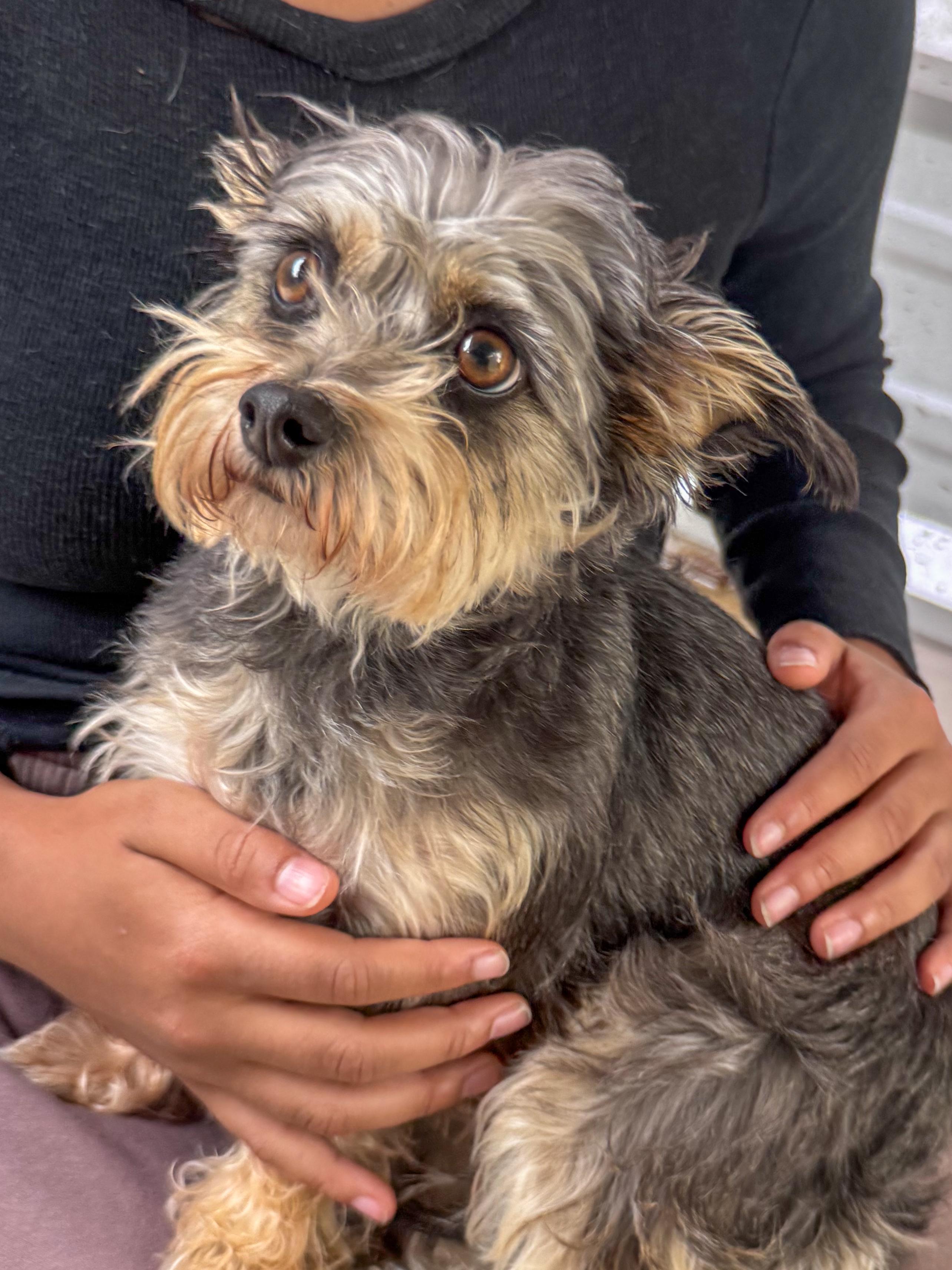 Enlarge ALICE, an adopted mixed breed in Fresno, CA image 3/6