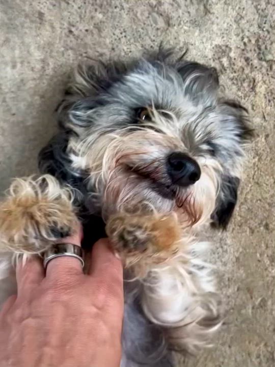 Enlarge ALICE, an adopted mixed breed in Fresno, CA video 6/6