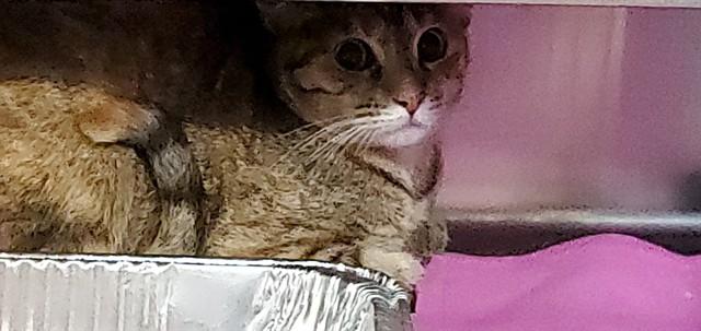 Enlarge HAWLEY, a Adoptable Domestic Short Hair in Aurora, IL image 1/1