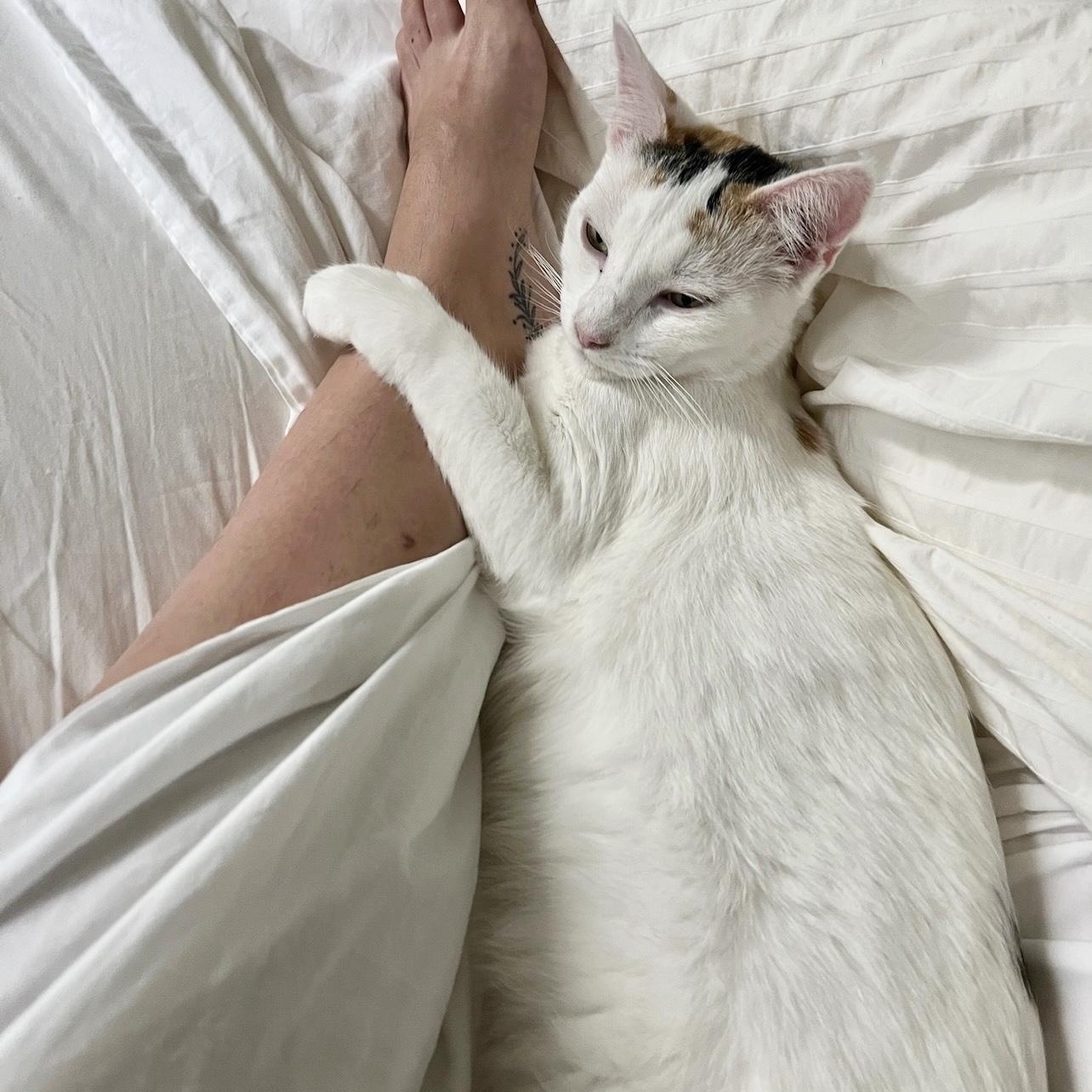 Cece, a Adoptable Domestic Short Hair in Los Angeles, CA image 6/6