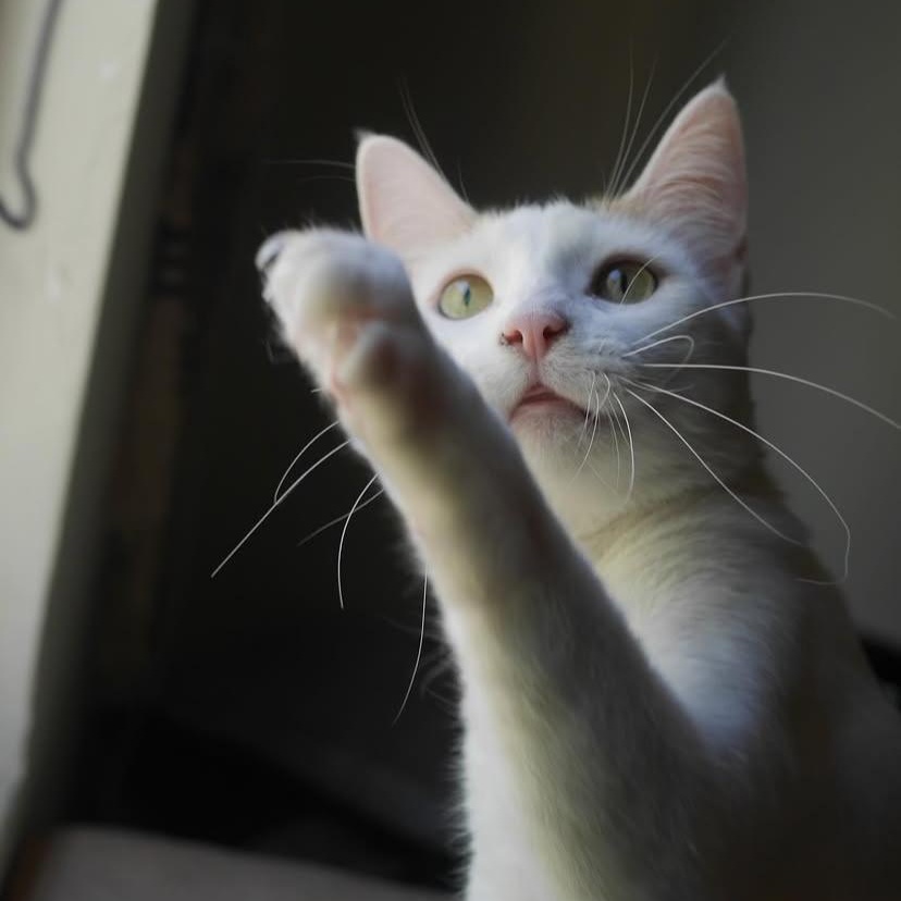 Enlarge Cece, a Adoptable Domestic Short Hair in Los Angeles, CA image 5/6