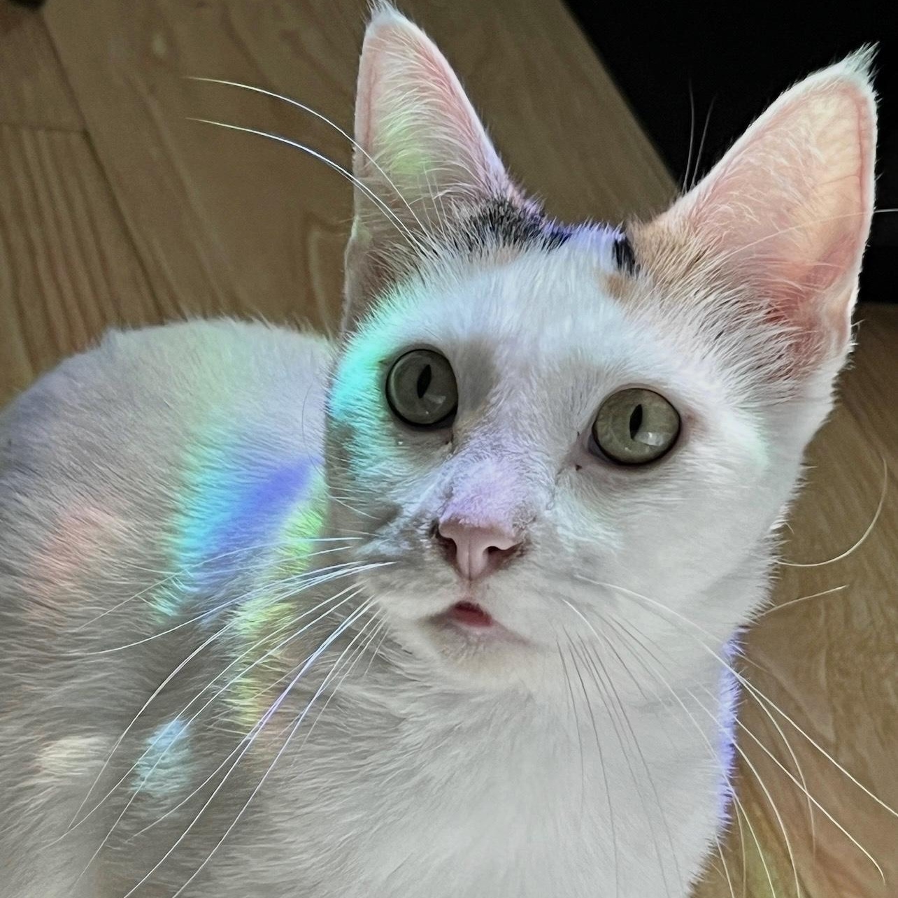 Cece, a Adoptable Domestic Short Hair in Los Angeles, CA image 3/6