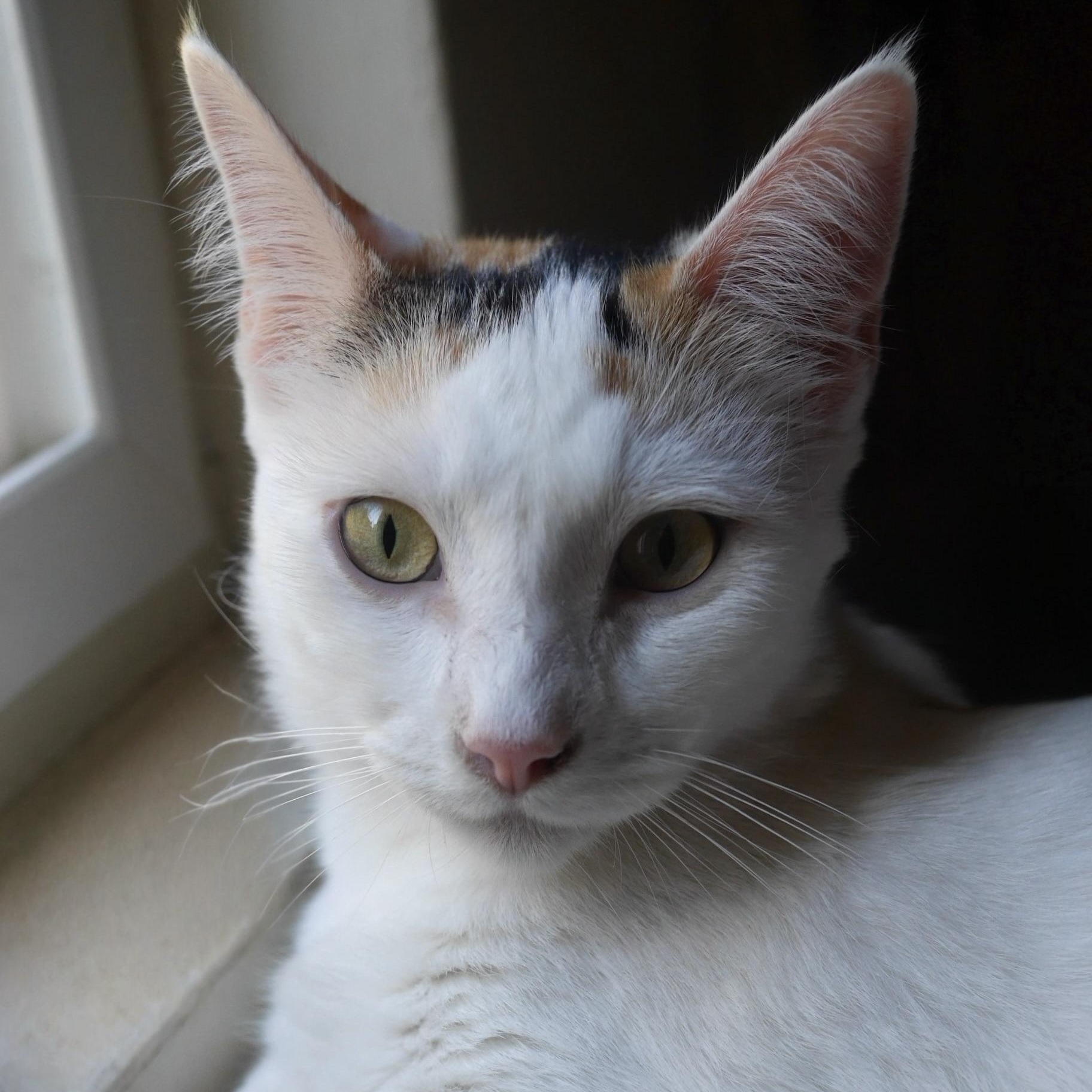 Enlarge Cece, a Adoptable Domestic Short Hair in Los Angeles, CA image 6/6