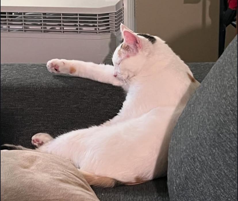 Enlarge Cece, a Adoptable Domestic Short Hair in Los Angeles, CA image 3/6