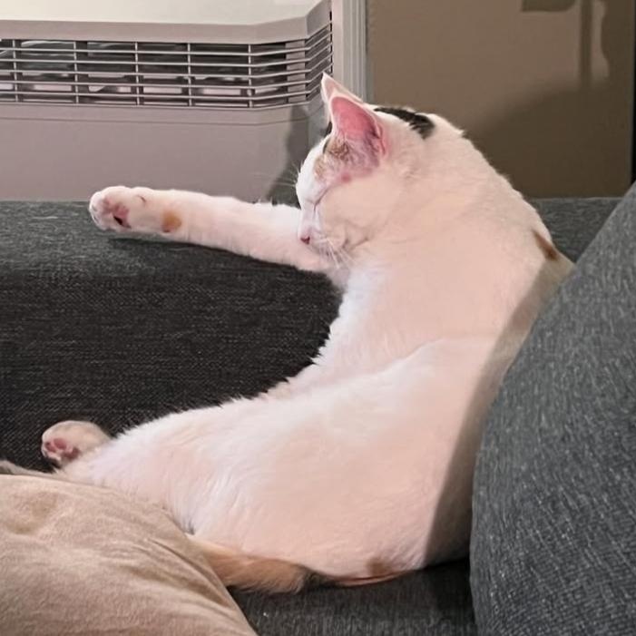 Cece, a Adoptable Domestic Short Hair in Los Angeles, CA image 4/6