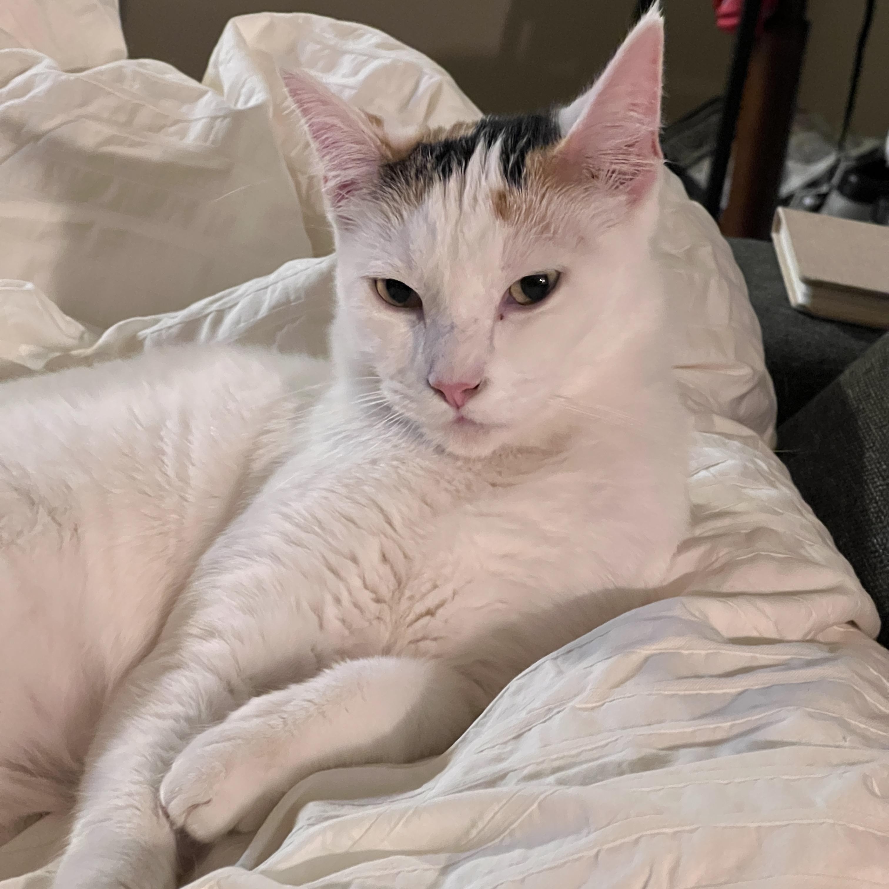 Enlarge Cece, a Adoptable Domestic Short Hair in Los Angeles, CA image 2/6