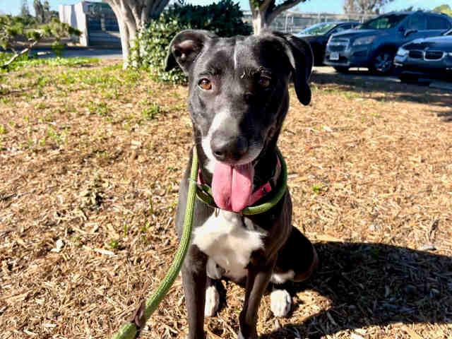 OLIVE, Adoptable, Adult Female Hound & Mixed Breed.